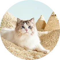 How to Choose the Bentonite Cat Litter Fragrance