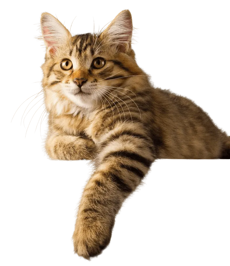 What Should You Consider When Buying Wholesale Cat Litter?