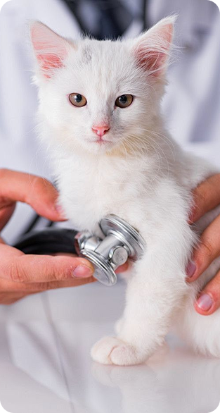 Design and R&D Strengths