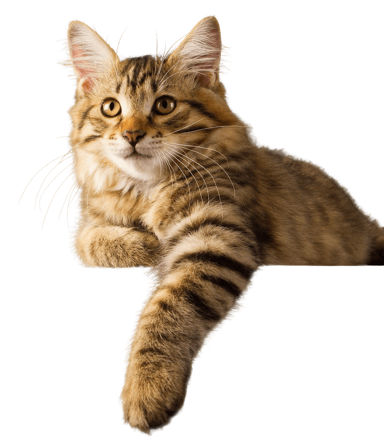 Let’s Get Started on Your Cat Litter Journey.